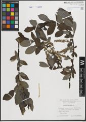 Foto von Salix hastata L.